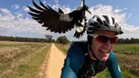 Australian magpies: Birds that attack, protect and play favourites