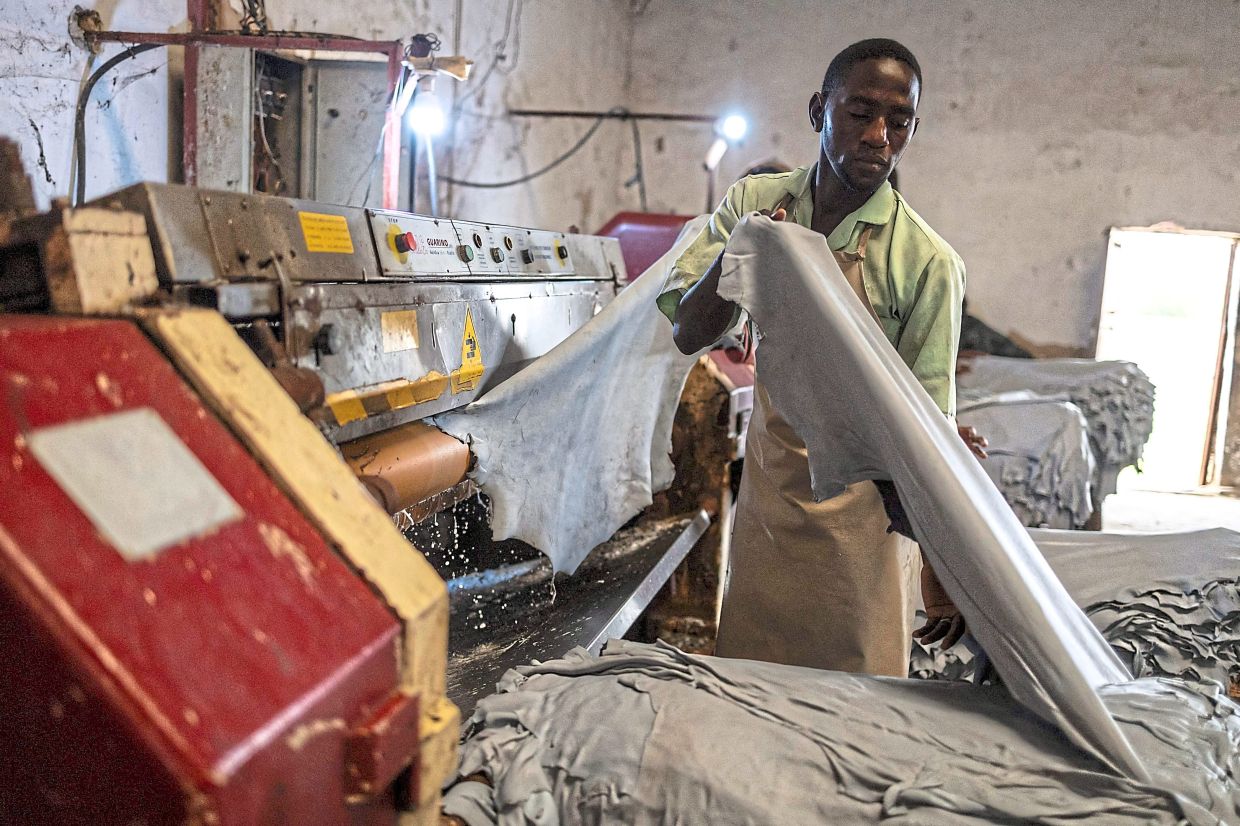 A factory worker putting hides on a setting-out machine to remove the water from the skin and open it at the Ztannery factory in Kano. — AFP