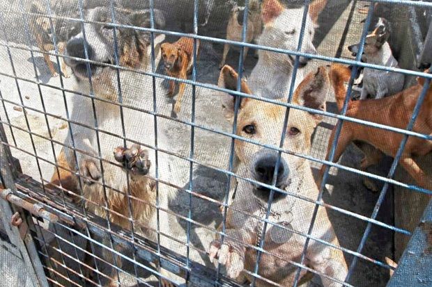 Over 13,000 animals vaccinated up to September to prevent rabies