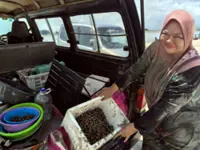 No bull, it’s a cockle festival at Melaka's Pantai Klebang