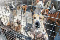 Over 13,000 animals vaccinated up to September to prevent rabies