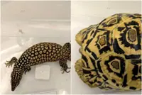 Leopard tortoise, spiny-tailed monitor lizard among animals seized in raids on illegal wildlife trade in Singapore