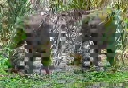 Johor Wildlife Department rescues elephants following public sightings