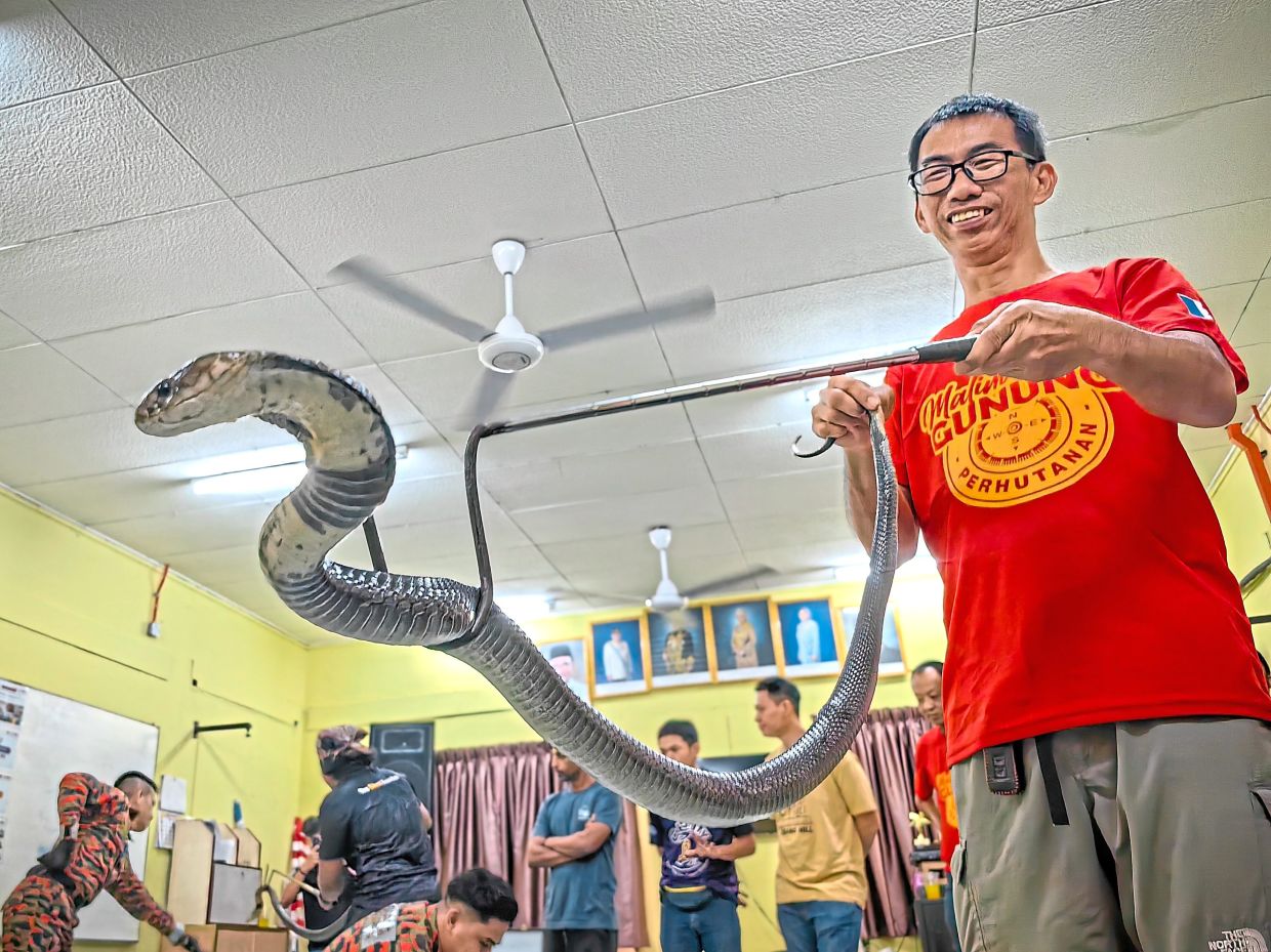 A Forestry Mountain Guide attempting to handle a snake using a hook during the snake handling workshop organised by Penang Forestry Mountain Guides Association at Bukit Bendera village community management council (MPKK) in George Town, Penang. ( October 5, 2025 ) — ANDY LO/The Star