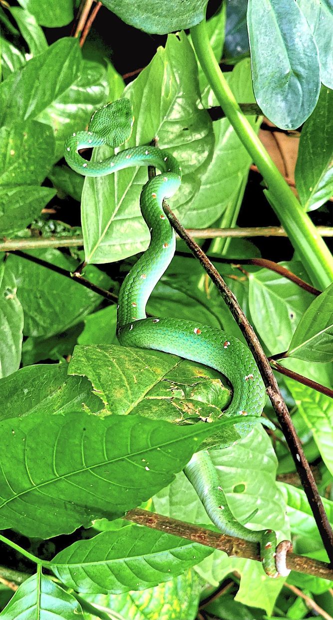 (Right) Wagler’s pit vipers are commonly seen on trees in Malaysia. These pit vipers can stay motionless among the branches and move around only under cover of darkness.