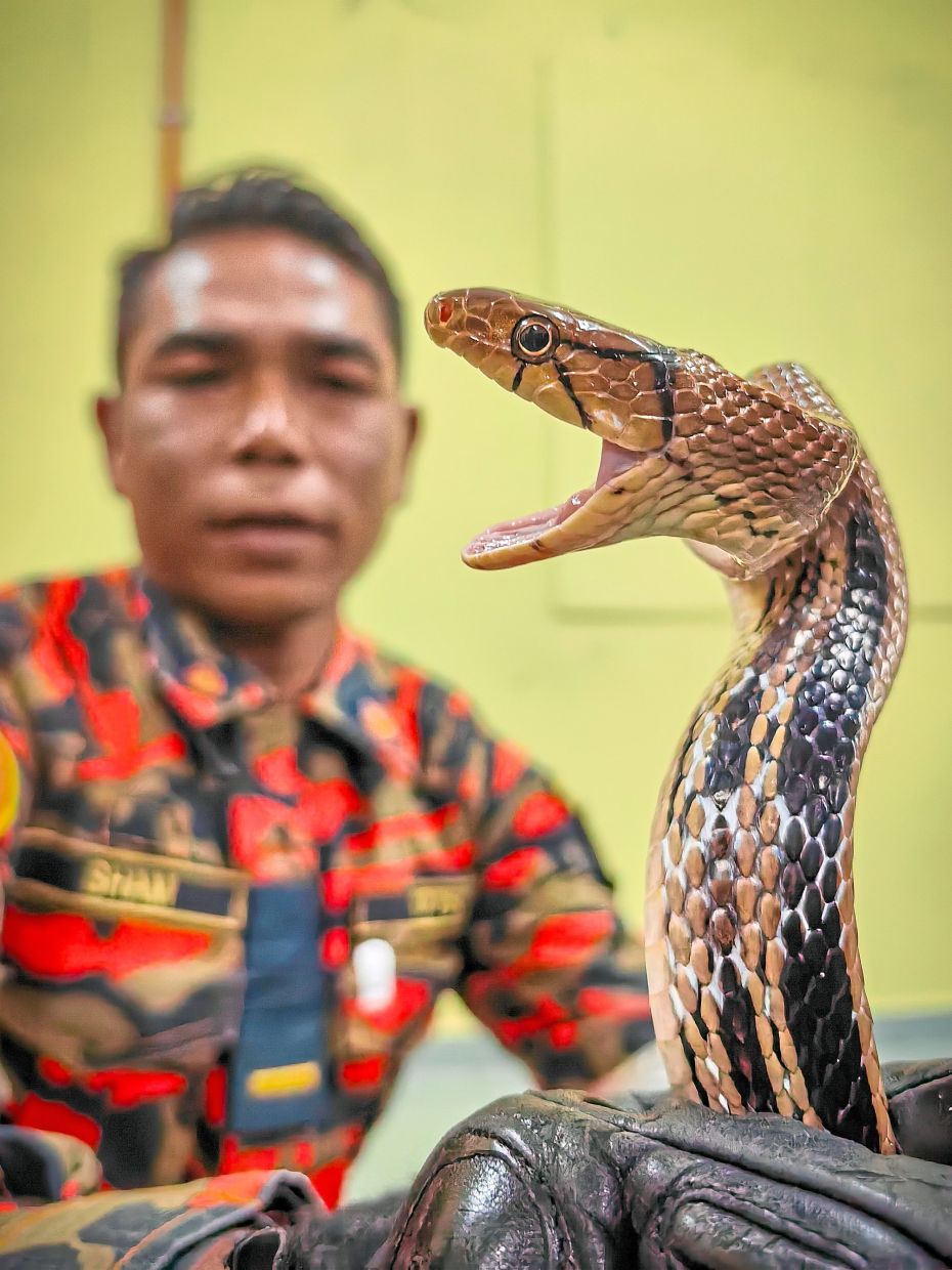 A fireman observing a non-venomous keeled rat snake during the snake handling workshop.