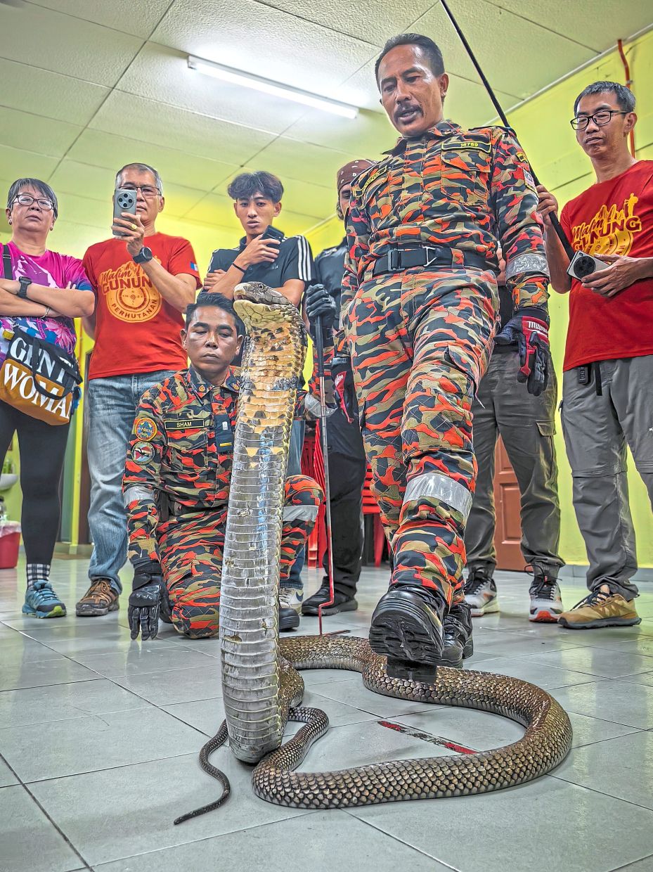 Noorizun handling a king cobra during the snake handling workshop.