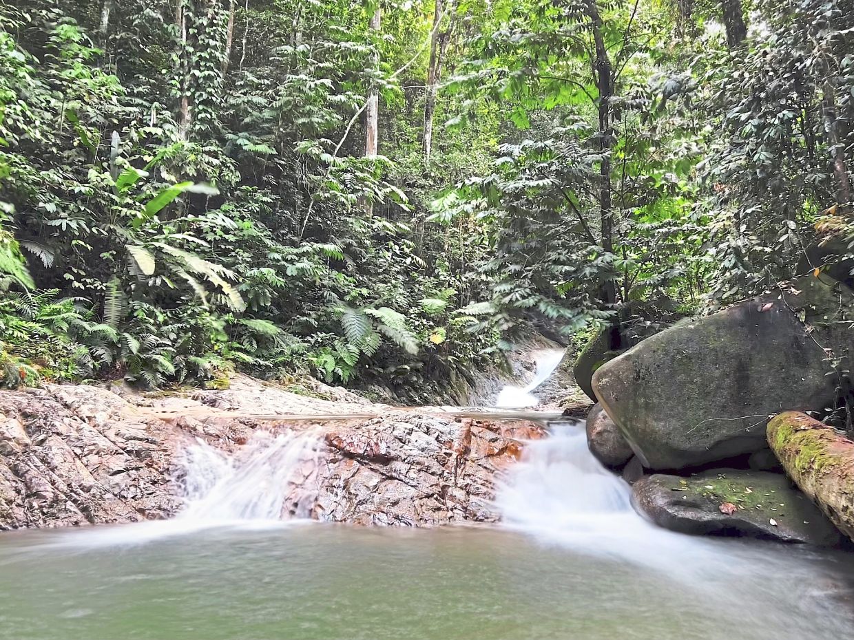 A cool pool and a quiet cascade – a favourite stop for hikers on their way down. In the hush of running water, it’s easy to forget the forest once echoed with the sound of engines.