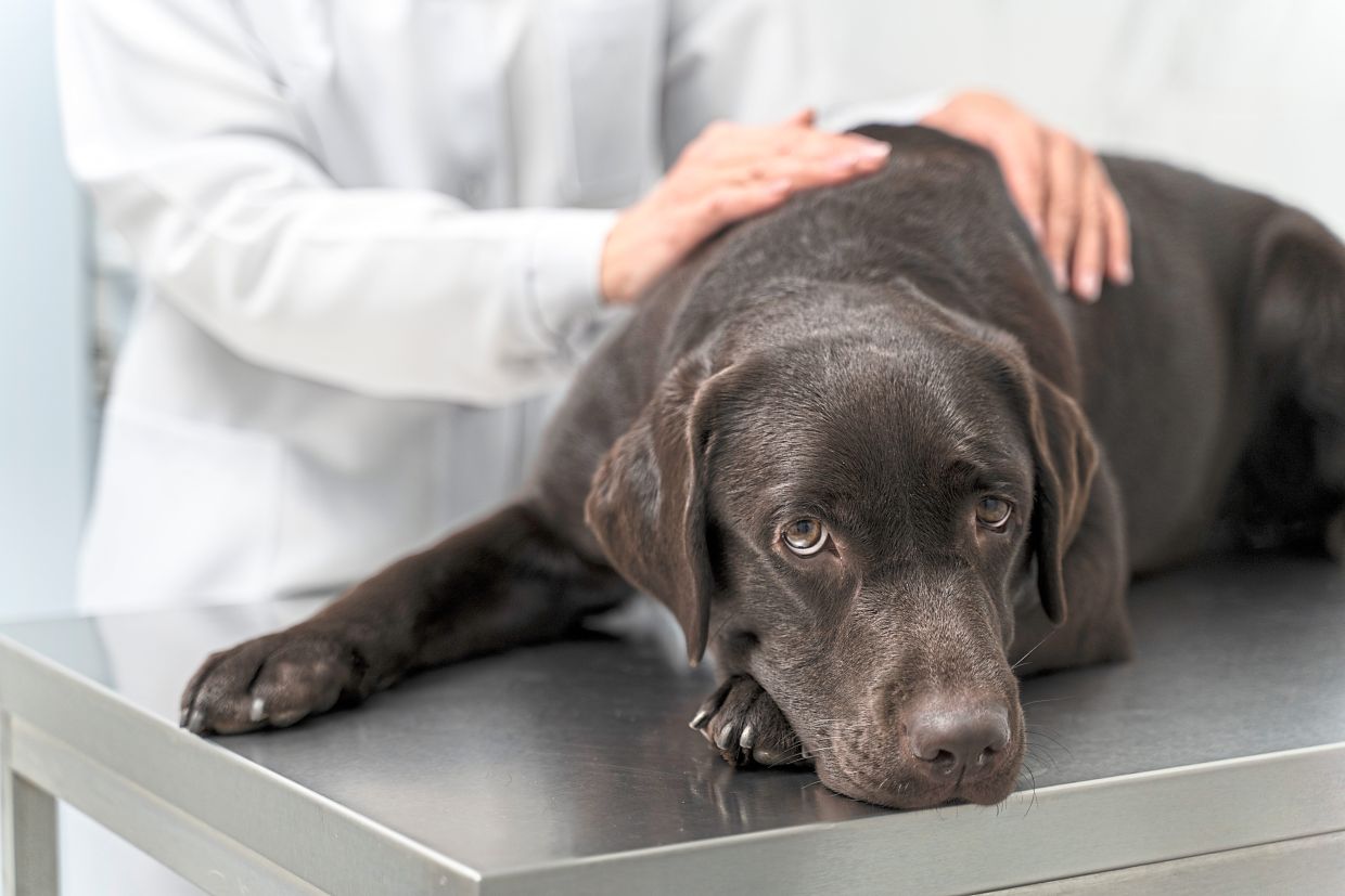 How a pet's death can teach kids about grieving and facing the inevitable