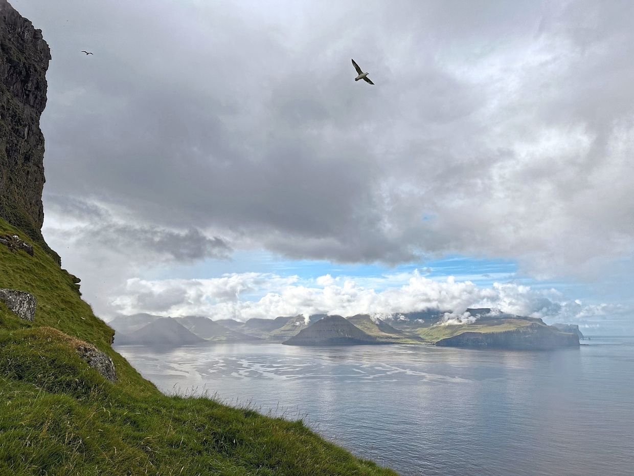 A bird flying above a cliff on Kalsoy Island.