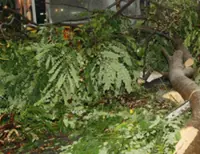 Woman escapes injury after tree branch falls on car in Bukit Mertajam