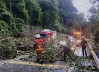 Penang records seven fallen trees in two hours after heavy downpour