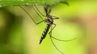 Wow, indeed a rare find - Mosquitoes discovered in Iceland for the first time