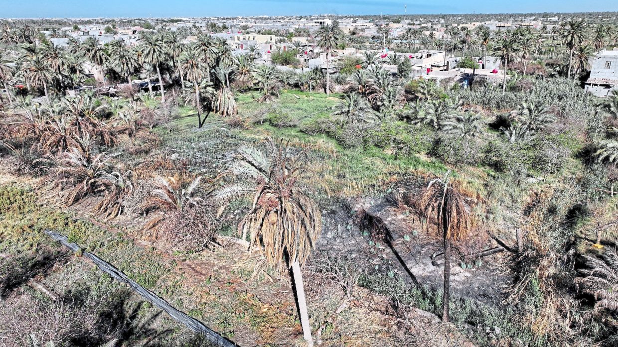 A drone view showing a section of a farm scorched by extreme heat as rising temperatures have damaged beehives and led to a decline in honey production in Basra. — Reuters