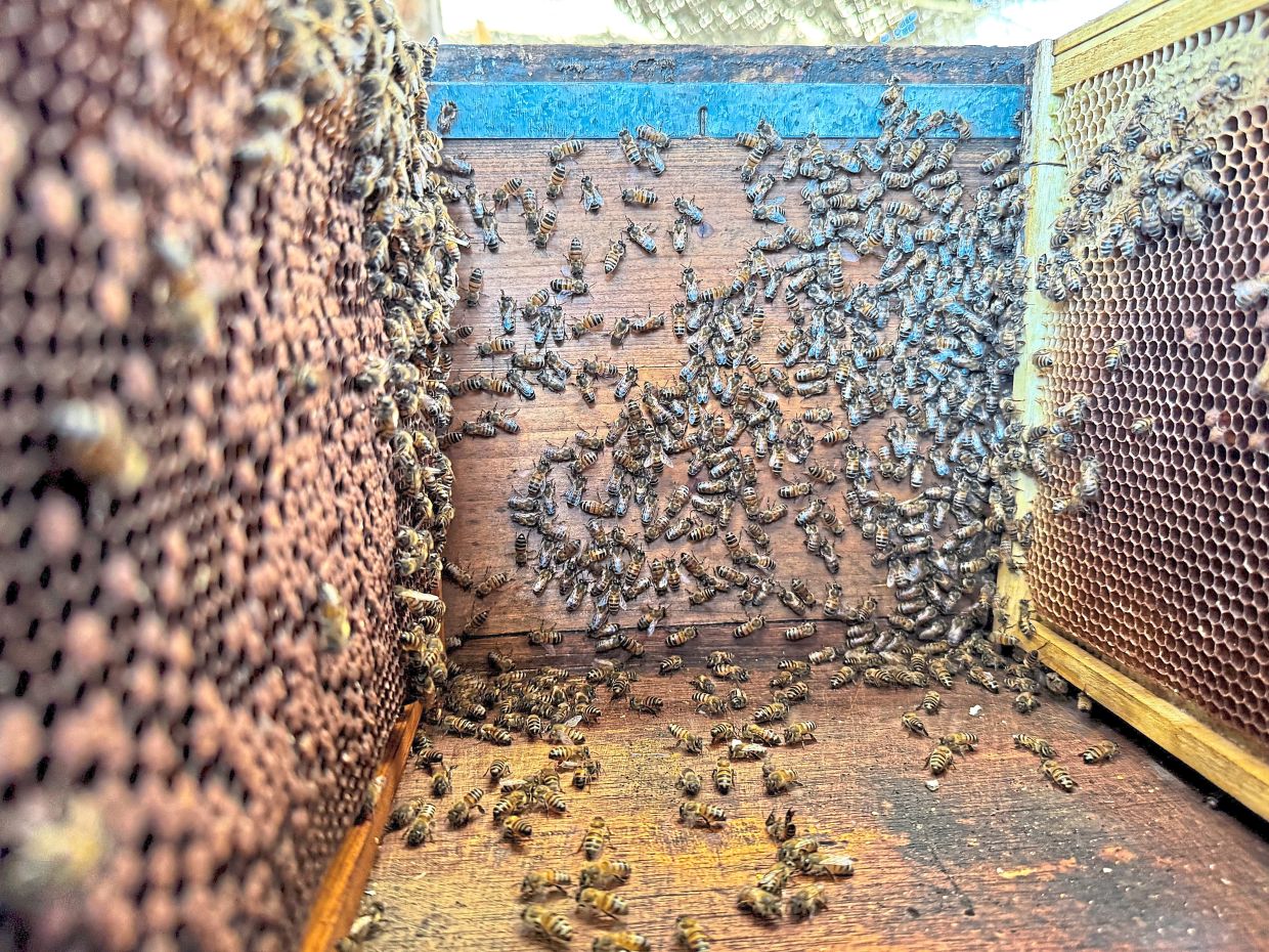 Bees clustering inside a hive at an apiary. — Reuters
