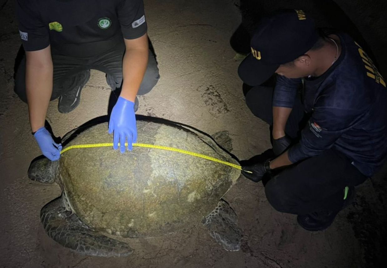 Villager finds weakened turtle on Kudat beach