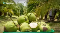 Thai aromatic coconut Industry in crisis as Vietnamese rivals seize China market