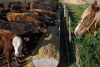 Philippines temporarily bans import of live cattle from Spain