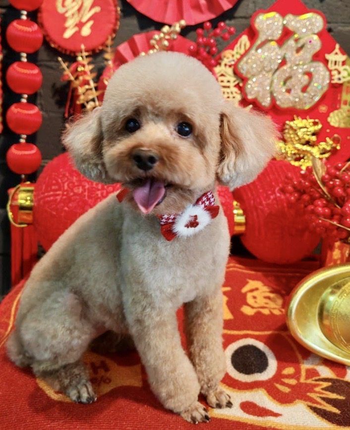 Dindi is a red poodle, a breed that does not shed much. — PETER LUM