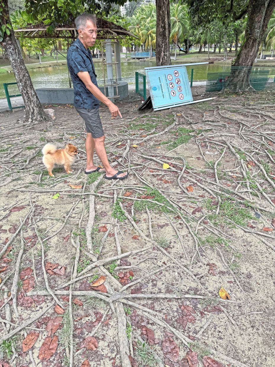 Yip pointing to tree roots which are tripping hazards. The park area where dogs can run free (below) was marked for removal, but the order has been stayed for now.