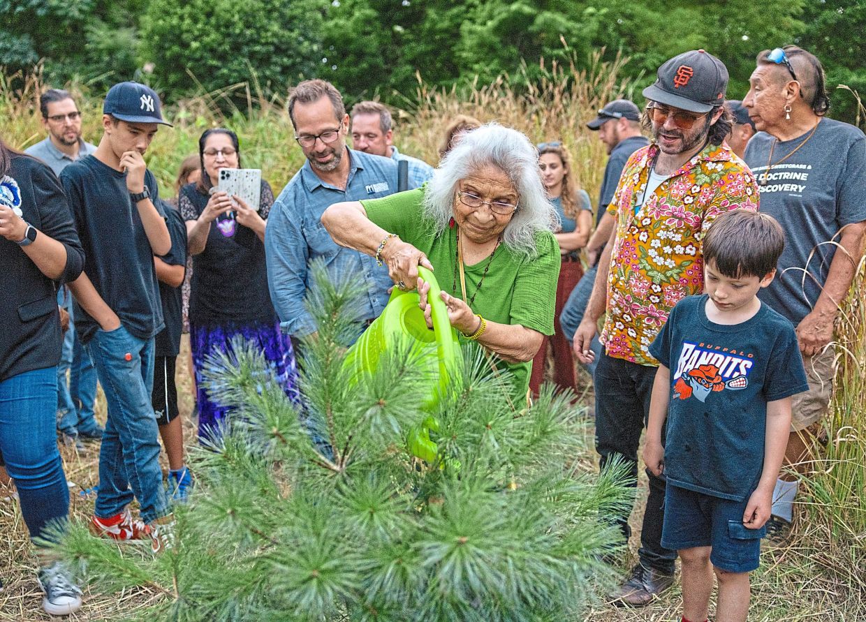 Rita Sage, with the Tonawanda Seneca Nation, waters a freshly planted white pine as a symbol of the Haudenosaunee nations that were displaced by construction of the Erie Canal, near the waterway in Buffalo. — Lauren Petracca/The New York Times