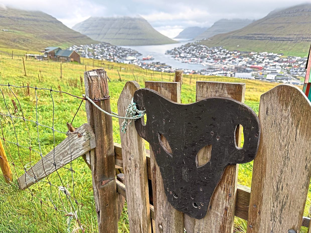 There are lots of sheep on Faroe, yet lamb for consumption is usually sourced from elsewhere.