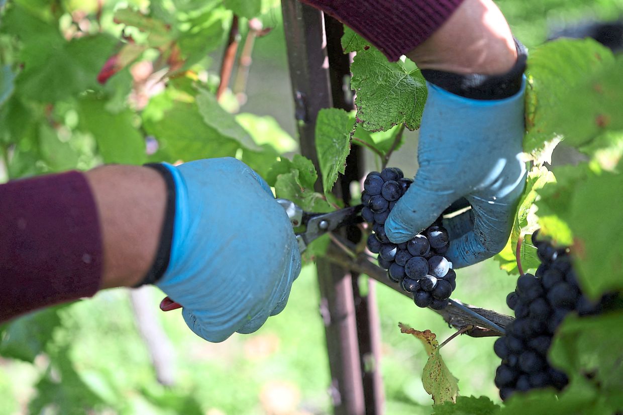 English winemakers hope for export boost as they toast warmest summer