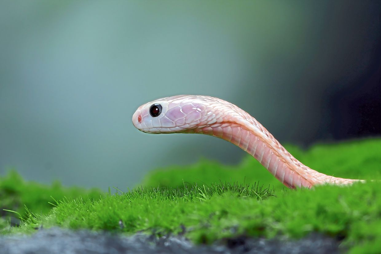 Cut energy use by insulating your terrarium. — Feepik