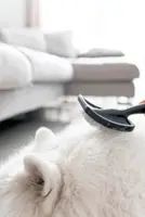 Dog Talk: How to deal with the hair your pets shed