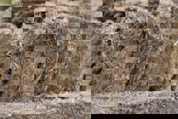 Mushroom farm in Kenya and fungi-based panels give hope for sustainable building