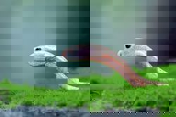 How to reduce the energy used by your aquariums and terrariums