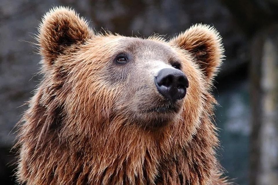 One person killed and three seriously injured in a bear attack in ...