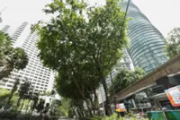 ‘City trees can’t weather the storm’