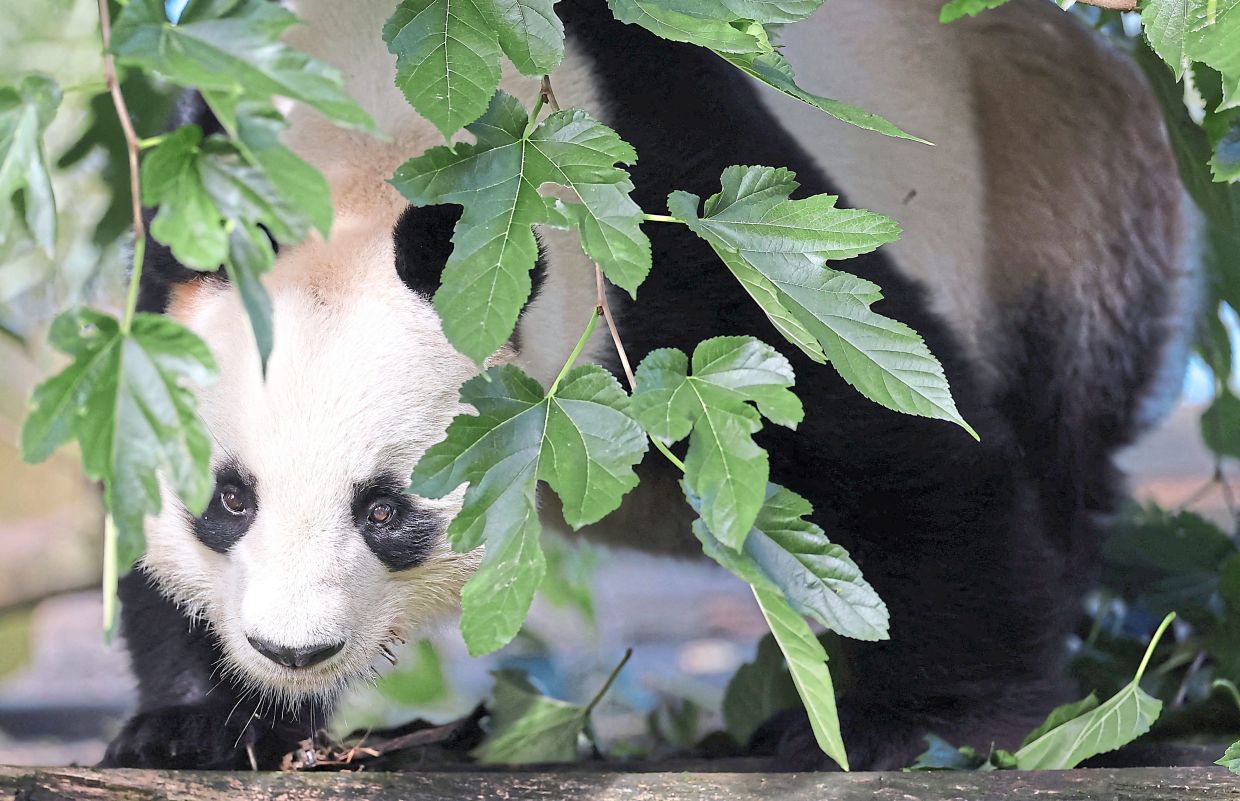 French zoo workers say goodbye as two pandas head to retirement | The Star