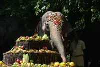 Myanmar's beloved elephant Momo celebrates 72nd birthday at Yangon Zoological Gardens