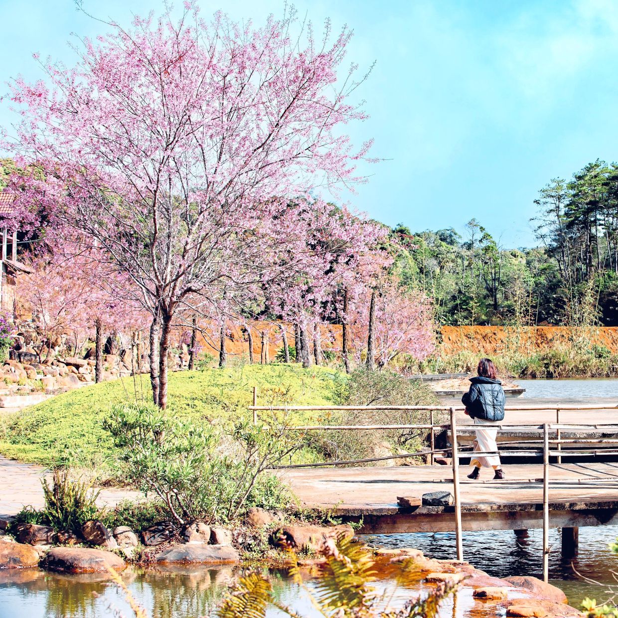Vietnam’s Mang Den is great for cherry blossoms in springtime. — Pexels
