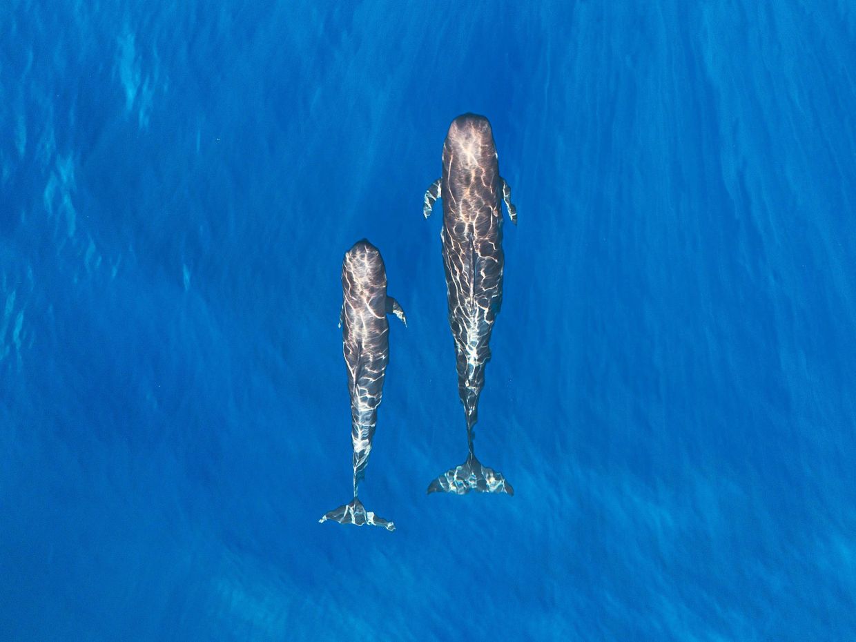 Watch whales frolic in Timor-Leste waters from October to December. — Tourism Timor-Leste