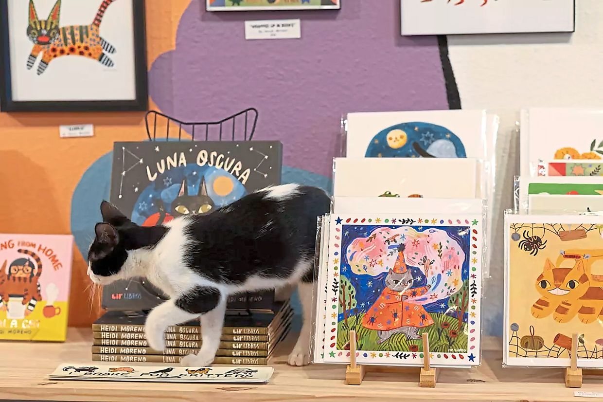 Foster kitten Sesame walks around a display in the store.