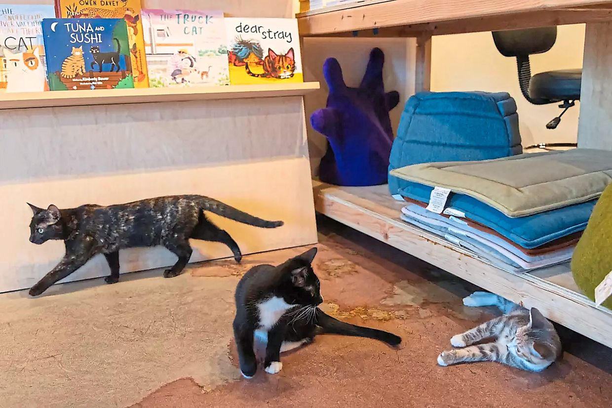 Foster kittens Bisque, Poolboy and Chauffeur play together.