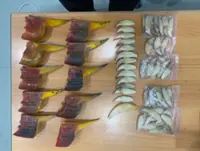 Batam Customs foils attempt to smuggle hornbill beaks, bear teeth