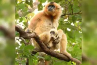 Gibbon me good vibrations: Keo Seima eco-tourism site home to world’s largest population of rare species