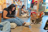 You can enjoy your fiction in the company of cats in this US boutique
