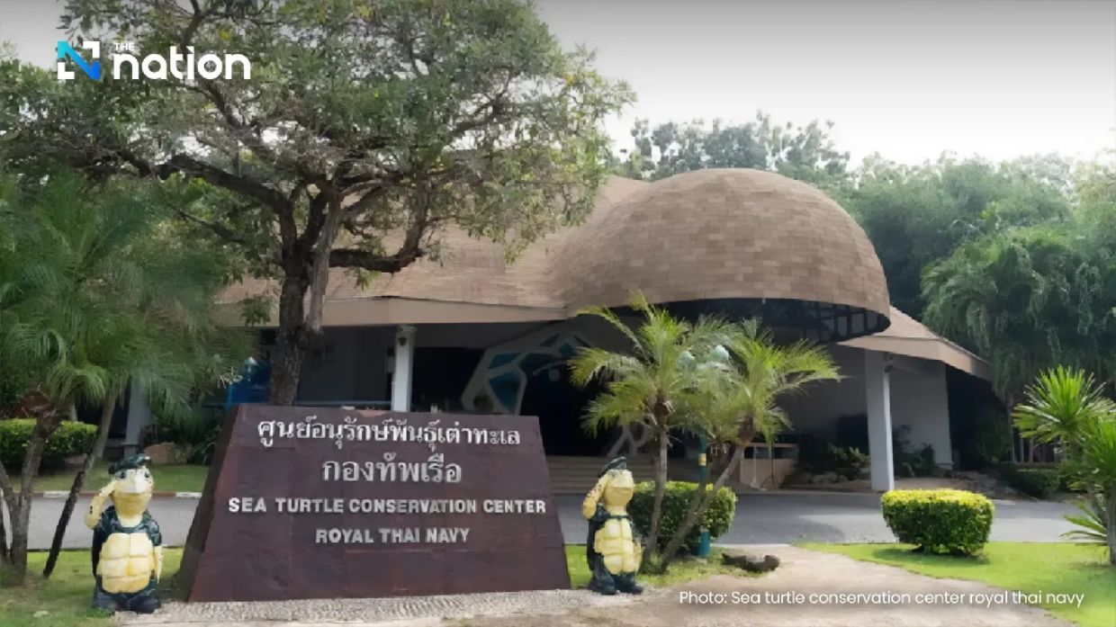 - Photo: Sea Turtle Conservation Center Royal Thai Navy