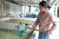 Heatwaves threaten to dry up supply of ‘hairy crabs’