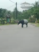 Getting to learn about endangered tapirs