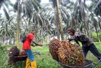 The last cut: Can robots save Malaysia’s oil palm?