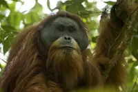 Scientists discover critically endangered Tapanuli orangutans in new North Sumatra location