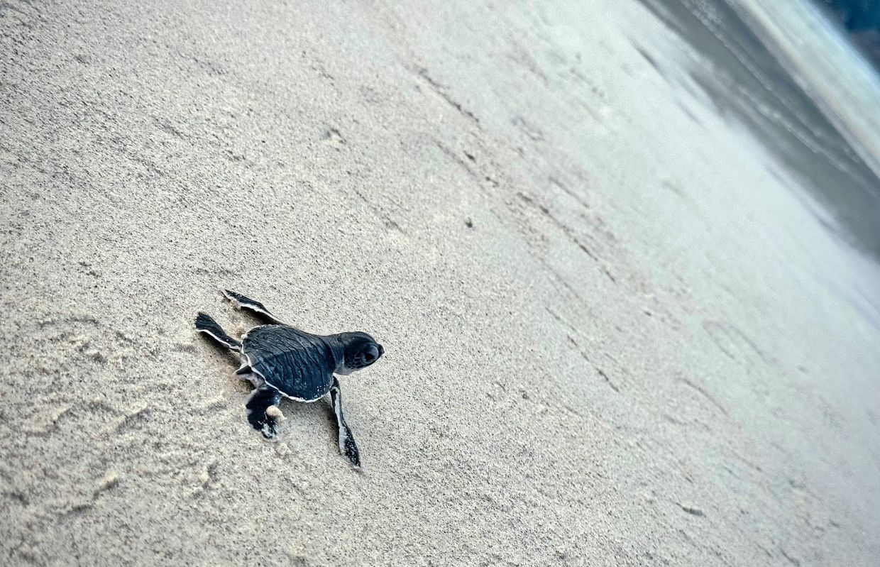 Hatchling numbers up, thanks to conservation efforts