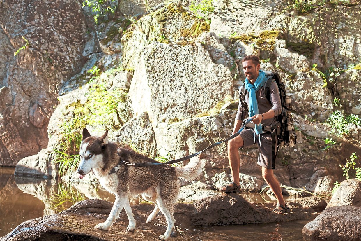 Fitness is important for both dogs and people and hiking can help improve fitness. 