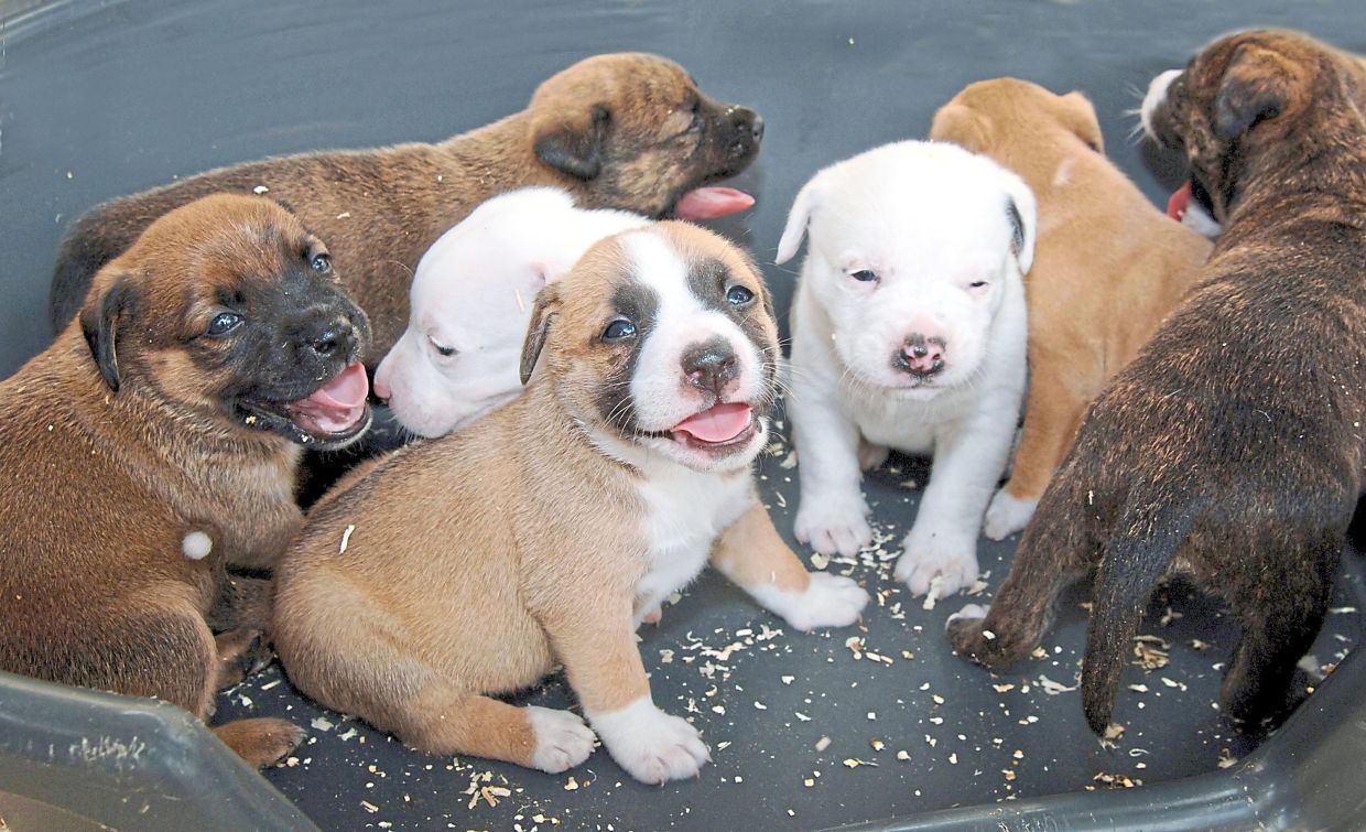 How to socialise your puppy and raise a well-rounded canine